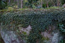 Image result for Tragia rupestris