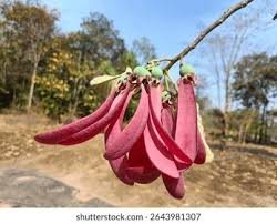 Image result for Dipterocarpaceae