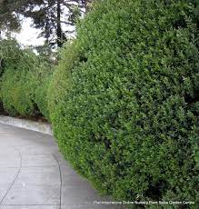Leptospermum Laevigatum Coastal Tea Tree Plants Garden Hedges Trees To Plant Garden Plant Identification