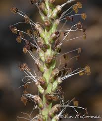 Image result for Erythrocephalum albiflorum