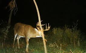 There are two best ways to use clovers (any of the whites and scarlet but not red clover). Best Month To Plant A Food Plot Whitetail Habitat Solutions