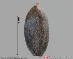 Image result for Cyperus sp.no.7