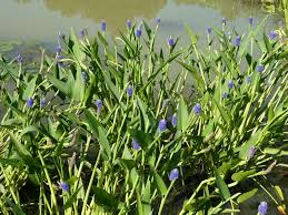 Image result for Cyathula lanceolata