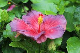 Beautiful Hibiscus Flower