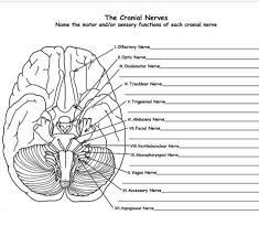 Coloring and activity books for all ages: The Cranial Nerves Name The Motor And Or Sensory Chegg Com