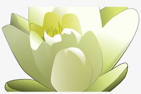 Here you can explore hq white lotus transparent illustrations, icons and clipart with filter setting like size, type, color etc. Lily White Lotus Free Vector Graphic On Pixabay Lily Pad Flower Png 1368x855 Png Download Pngkit