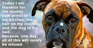 Boxer Dog Quotes Thanksgiving Dog Quote Today I Am Thankful For The Muddy Paw Prints Boxer Dog Quotes Dog Poems Dog Thanksgiving