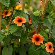 Image result for Thunbergia