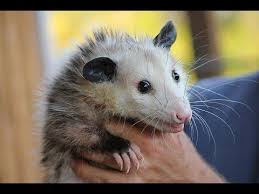How can i stop them? What Do Possums Eat Interesting Facts About Possums Saugetiere Tierbabys Niedliche Tierbabys