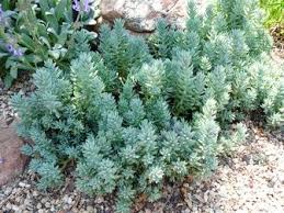 Image result for Hirpicium gracile