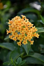 Image result for Cestrum