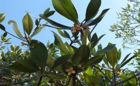 Image result for Ceriops