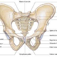 You may also find sacrospinous ligament, lesser sciatic foramen, sacrotuberous ligament, ischial tuberosity. 1 Anterior View Of The Pelvic Girdle Adapted From Van De Graaff Download Scientific Diagram