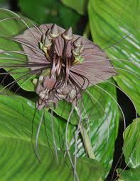 Maybe you would like to learn more about one of these? Bat Flower Amazing Predator Faced Plant Kuriositas