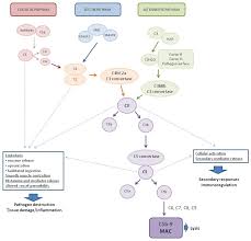 Image result for Complement Pathway