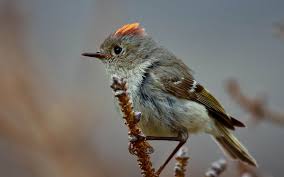 Grey bird with red head. Kentucky Birds