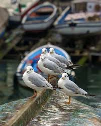 Her Sey Cok Guzeldi Biranda Bitiverdi Demek Isterdim Marti Animal Sandal Sonbahar Gull Animal Autumn Autumn Hayvanlar Simsek Iman