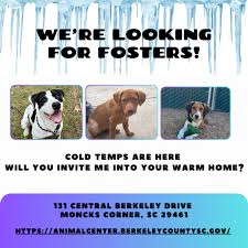 🌬Fosters needed❄️ On the fence...