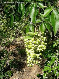 Image result for Vitex trifolia