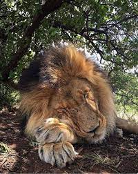 Let Sleeping Lions Lie Life Can Be Brutal For A Male Lion This Fellow Deserves His Rest Animals Animals Wild Animals Beautiful