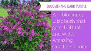 Bloomerang lilacs are disease resistant and very easy to grow. Bloomerang Dark Purple Lilac Gardencrossings Com Youtube