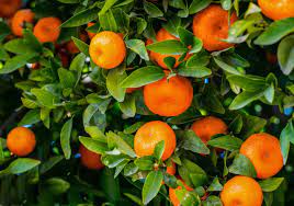 It occupies nearly 50% of the total citrus area in india. Mandarin Oranges For Home Gardens Harvest To Table