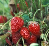 Fresas: Producción Organica – ATTRA – Agricultura Sustentable