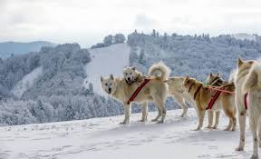 Voilà un large panel d'activités hivernales adaptées à tous les membres de la famille ! Skier Se Poser Se Reposer Massif Des Vosges