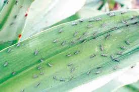 Epingle Sur Anti Insectes Et Anti Parasites