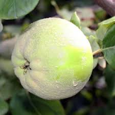 We ship our seeds & plants to all 50 states. Quince Trees Varieties And Care Nurseries Online