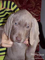 Image result for slovenský ohař hrubosrstý