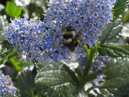 Uploaded at august 31, 2016. Trees Shrubs For Bees Sierran Steppe Ecoregion Bee Friendly Flowers Purple Flowers Plants To Grow