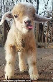 Pin By B C Morin On Fur Babies Big N Small Baby Farm Animals Baby Animals Funny Cute Animals