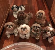 Black And White Shih Tzu Puppy Names 30 Great Names For Shih Tzu Dogs Pictures Dogtime Shih Tzu Puppy Shih Tzu Dog Shitzu Dogs