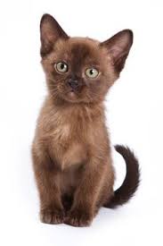 All of my breeding stock, mums and dads, have been tested at the university of california, davis, usa. 30 Burmese Cats Ideas Burmese Cat Cats Burmese