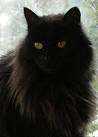 22 Awesome Black Cat Breeds - Care