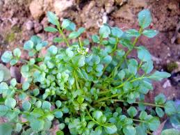 Cardamine Des Pres Cardamine Herissee Cardamine Hirsute Plantes Sauvages Comestibles Sala Plantes Sauvages Comestibles Plantes Comestibles Plantes Sauvages