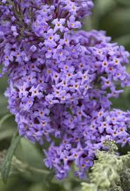Image result for Buddleja pulchella