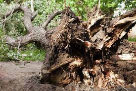 Tree removal permits in augusta ga are required for the cutting or removal of trees. Tree Service Tree Care Tree Removal Augusta