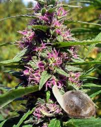 Wholesale Panama Red Feminized Cannabis Seeds Buy Cannabis Seeds For Sale Growers Choice Cannabis Seeds