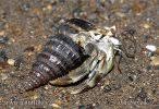 Bagi sesetengah spesis yang lebih besar pula, langkah keselamatan turut menggunakan buran (sea anemones) bagi menakutkan pemangsa. Invertebrat Foto Gambar