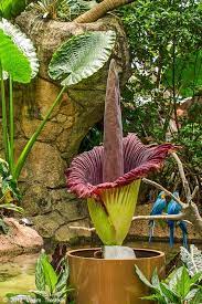 Corpse Flower At Moody Gardens June 2012 Moody Gardens Corpse Flower Fragrant Plant