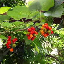 Image result for Tinospora tenera