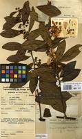 Image result for Hugonia platysepala