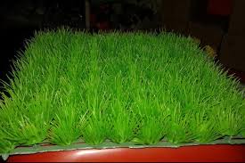 We did not find results for: 5 Rumput Hias Dekoratif Yang Bisa Buat Tamanmu Lebih Cantik