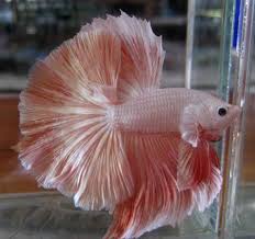 Pin On Bettas
