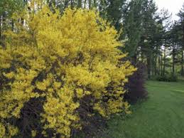 What is the price range for ornamental trees? Zone 3 Bushes Choosing And Growing Shrubs In Cold Climates