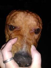 My Dog Has Welts All Over His Face And A Few On His Body All Of A Sudden Petcoach