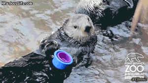 But They Like Other Toys Too Funny Gif Cute Animals Funny Animals