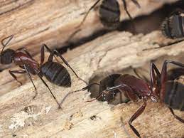 Find opening times for the nearest pest & animal control and other contact details such as address, phone number, website. Spiders Ants Wasp Pest Control Termite Pest Control
